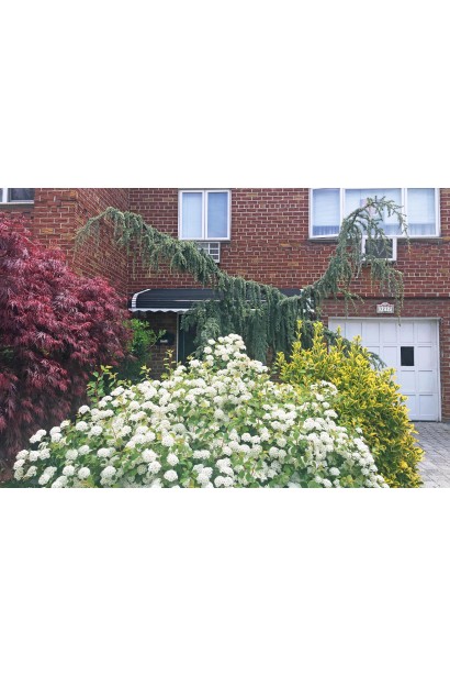 Спірея березолиста Ісланд